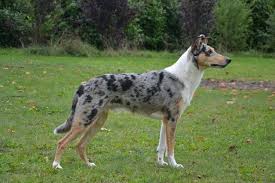 We did not find results for: Pin On Dogs