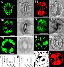 Vacuole function in plant cells. Vacuoles Of Guard Cells At Different Stomatal Apertures A To C The Download Scientific Diagram