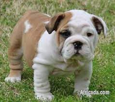 He is lovely, he is with us most of the time as they dont feed him,. Cute Miniature English Bulldog Puppies For Adoption Dogs Puppies For Sale In Johannesburg Gauteng Africada Com Mobile 5934