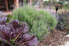 Image result for Lavandula dentata