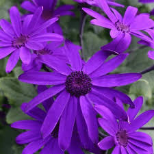 Image result for Cineraria