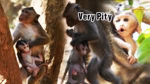 A bunch of cute nala videos have been posted by jennifer to show the vet in florida how she is progressing. Baby Monkey With Bottle Getting A Bath Peepsburgh