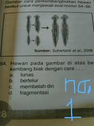 Seperti yang disebutkan di awal, ada juga kelompok hewan mamalia yang berkembang biak dengan cara bertelur. Kakak Kakak Plisss Tolong Lah Jawab Ya 2 Hewan Yang Berkembang Biak Dengan Cara Tersebut Brainly Co Id