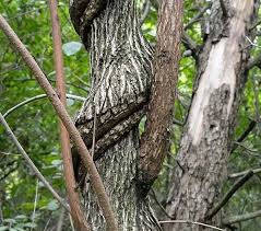 Maybe you would like to learn more about one of these? Many Midwestern Retailers Sell Mislabeled Invasive Vines