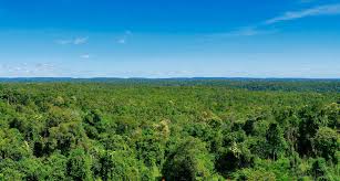 FOREST CRIMES IN CAMBODIA