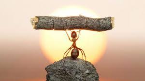 20 Choses Que Vous Ne Savez Probablement Pas Sur Les Fourmis