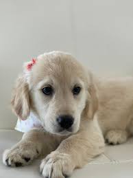 Give me an overview of golden retriever puppies for sale in florida. Golden Retriever Nessys Puppies Of Kendall