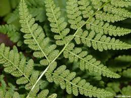 Image result for Woodsiaceae