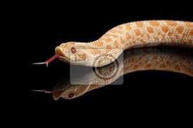 Obraz jest dostępny do pobrania w jakości wysokiej rozdzielczości do 5400x3600. Naklejka Zblizenie Rozowy Pastelowy Albino Zachodnia Hognose Waz Heterodon Na Wymiar Czarny Charakter Zwierzecy Redro Pl