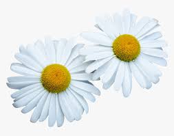 Lingkaran bunga png clipart wedding invitation clip transparent png 900x900 free download on nicepng. Nobile Bunga Daisy Png Transparent Png Transparent Png Image Pngitem