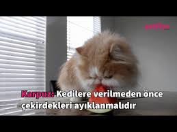Kedilerin Severek Yiyebilecegi 7 Besleyici Meyve Sebze Youtube