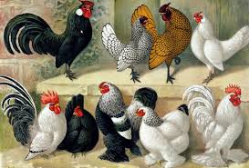 Adopt a serama chicken from a shelter near. 10 Excellent Scientific Facts Of Breeding Bantam Chickens You Need To Know Poultry Feed Formulation