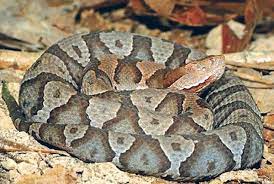 Rattlesnakes are the largest venomous snakes in the united states, and many species live in u.s. Don T Fear Majority Of Snakes Are Beneficial Local News Thenewsenterprise Com