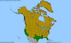 Image result for Wolffiella