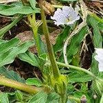 Image result for Monsonia angustifolia