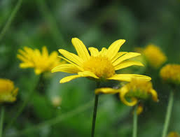 Image result for Euryops chrysanthemoides