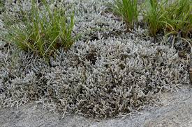 Image result for Selaginella dregei