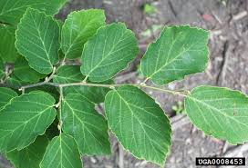 Image result for Hamamelidaceae