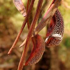 Image result for Acacia hockii