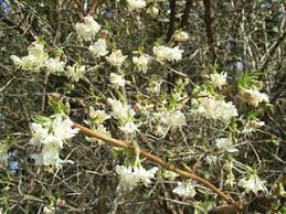 Image result for Lonicera confusa
