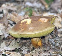 Image result for Boletus badius