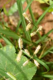 Image result for Dactyloctenium aegyptium