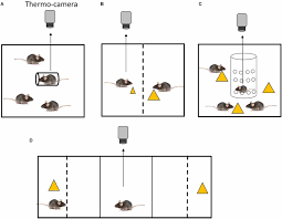 Frontiers | Infrared thermography for non-invasive measurement of social  inequality aversion in rodents and potential usefulness for future  animal-friendly studies