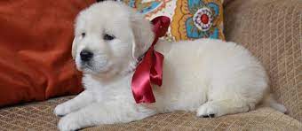 Pin By Sheri De Haan On Puppies Retriever Puppy Golden Retriever White Bear Puppy