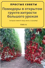 уход за огурцами в открытом грунте от посадки до урожая Pomidory V Otkrytom Grunte Hitrosti Bolshogo Urozhaya Garden Permaculture Outdoor