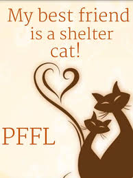 Últimas noticias de boyle heights: Pets For Adoption At Pets Friends For Life In St Thomas On Petfinder