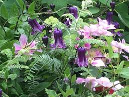 Check spelling or type a new query. Clematis The Lesser Known Ones Bobbie S Green Thumb