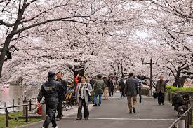 Después de la gran guerra ninja, el equipo 7 tuvieron sus familias, naruto no renuncio a sakura, el la seguía amando pero creyó que ella iba ser. Hanami Romantis Di Chidorigafuchi Japanect Inc