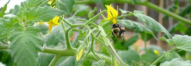 Saveol a donné la réponse aux questions que se posaient les témoins. La Ferme Aux Insectes Saveol