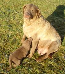 Find chesapeake bay retrievers for sale in toronto, ontario on oodle classifieds. Chesapeake Bay Retriever Info Temperament Puppies Pictures
