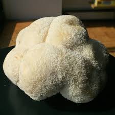 Lion's mane mushrooms are difficult to grow when the substrate is not sterilized. An Important Introduction To Cooking Lion S Mane Mushroom Randwiches