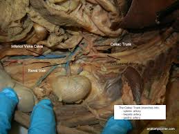 Share blood vessels of dissected cat. Vcd Vessels