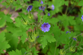 Image result for Geranium bohemicum Orhcid Blue