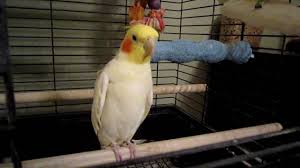 Birds Dancing To Music Happy Cockatiel Dancing To Music Cockatiel Pet Birds Bird Care