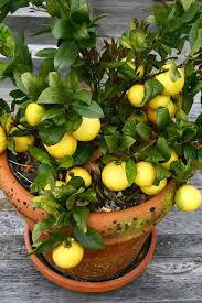 We have a red lime tree in a five gallon pot. How To Grow Citrus Indoors Gardener S Path