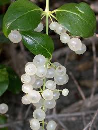 Image result for Salvadoraceae