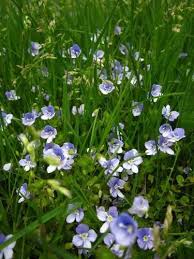 Image result for Rothia hirsuta