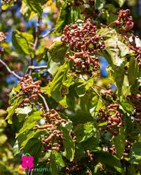 Image result for Hovenia