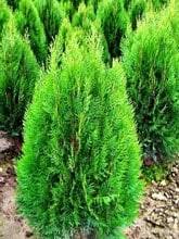 Adaptasi morfologi adaptasi morfologi meliputi penyesuaian diri makhluk hidup teratai memiliki cara menyesuaikan diri terhadap tempat hidupnya dengan cara yang unik. Adaptasi Tumbuhan Pengertian Cara Macam Tujuan Dan Contoh