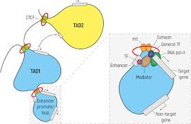 Kayak kumpulan cerita yang tokoh utamanya itu ya dia lagi dia lagi, tapi beda alur. Frontiers Beyond The Exome The Non Coding Genome And Enhancers In Neurodevelopmental Disorders And Malformations Of Cortical Development Cellular Neuroscience