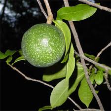 Image result for Monodora