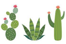 No san pedro id requests, too often they result in poaching or stealing of cacti. Quiz What Kind Of Cactus Are You