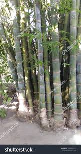 Image result for Bambusa balcooa