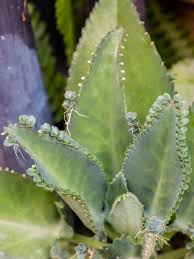 Image result for Kalanchoe daigremontiana