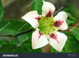 Image result for Rothmannia longiflora