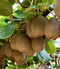 Each plant is grown from tissue cultures to be a disease free exact replica of the mother plant. 100 Pcs Kiwi Seeds Delicious Healthy Fruit Actinidia Vine Etsy Kiwi Fruit Benefits Fruit Benefits Fruit